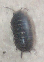 Woodlouse