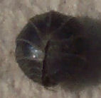 Woodlouse rolled up