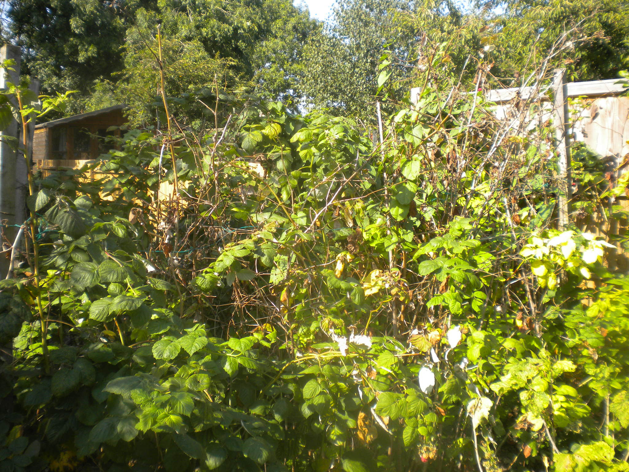 Winter Raspberry Canes Raspberry