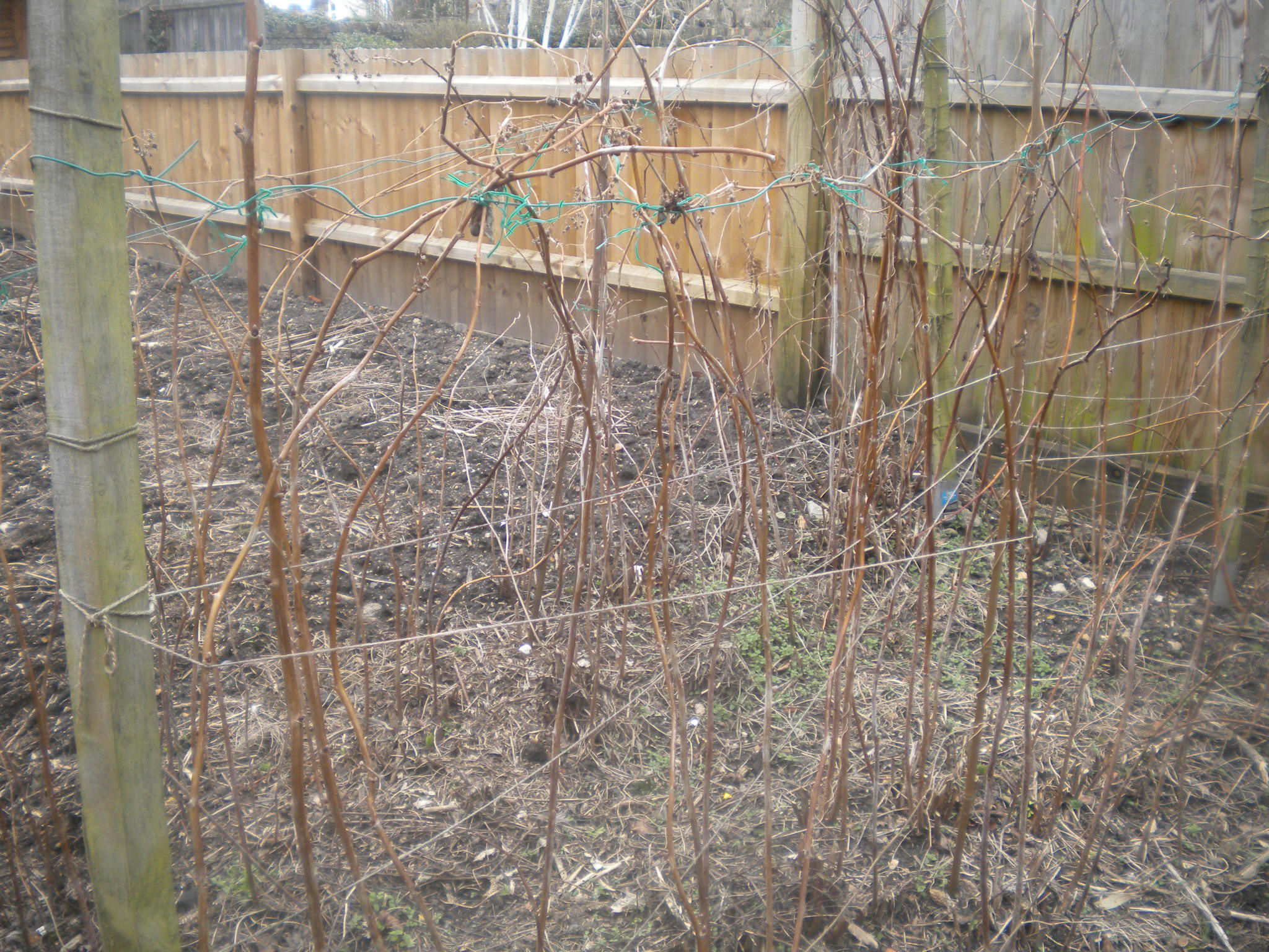 Winter Raspberry Canes Raspberry