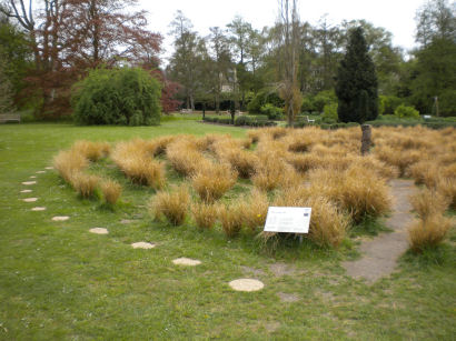 Grass Maze in Cambridge Botanical Gardens