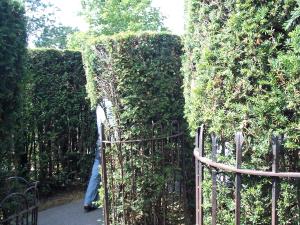 Hampton Court maze