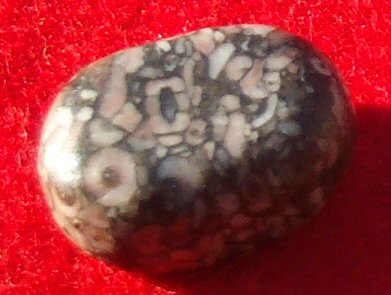 Turritella Agate