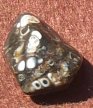Turritella agate