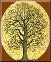 Ash tree