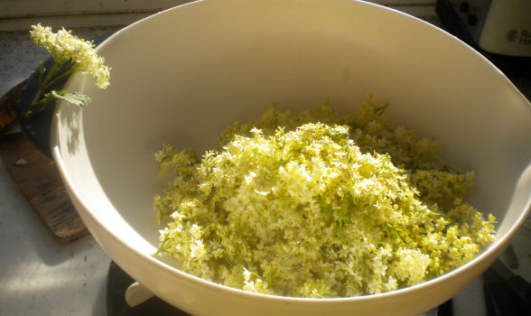 Elderflower drink