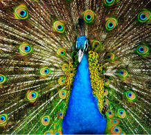 peacock