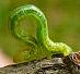 inch worm