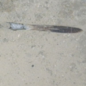 Fossil in the Grand Arcade