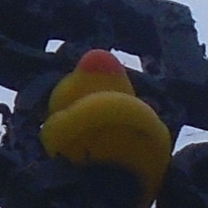 Duck on Magdalene College front gate