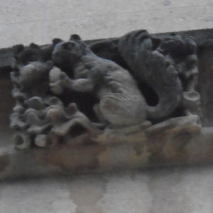 Squirrel