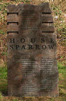 House Sparrow by Gordon Young