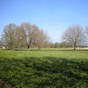 Stourbridge Common