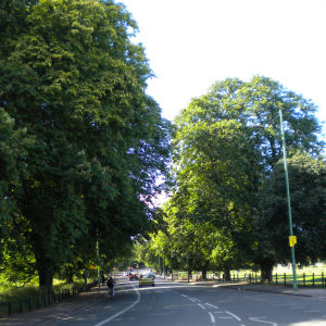 Avenue of horse chestnut trees - Victoria Avenue