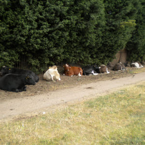 Cows on Coe Fen