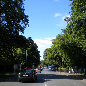 Avenue of horse chestnut trees - Victoria Avenue