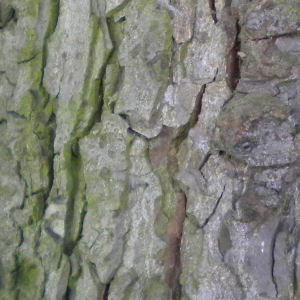 Horse chestnut bark