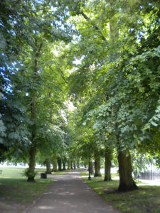Avenue of lime or linden trees in Christs Pieces