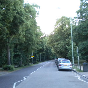 Avenue of lime or linden trees in Queens Road