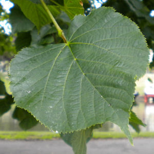 Lime or linden leaf
