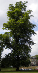 Lime or linden tree