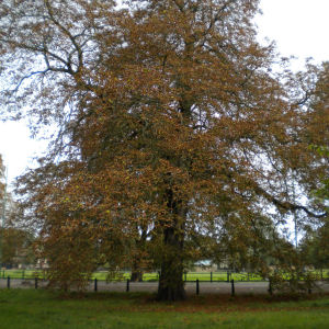 Damage to horse chestnut tree by Cameraria moth