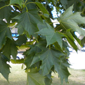 Other leaf, possibly sycamore