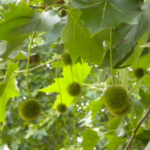 London plane seed
