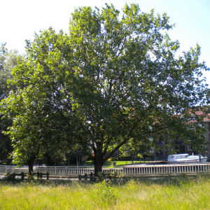 London plane tree