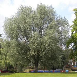 White Willow tree